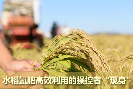 水稻氮肥高效利用的操控者“現(xiàn)身”