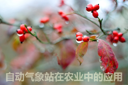 自動(dòng)氣象站在農(nóng)業(yè)中的應(yīng)用