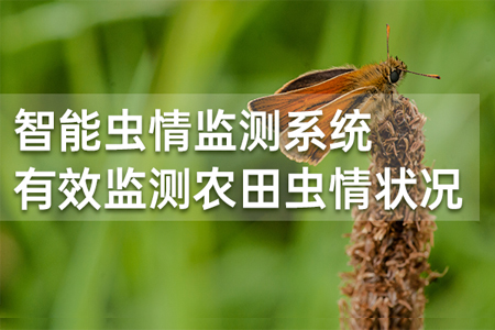 智能蟲(chóng)情監(jiān)測(cè)系統(tǒng) 有效監(jiān)測(cè)農(nóng)田蟲(chóng)情狀況