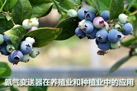 氨氣變送器在養(yǎng)殖業(yè)和種植業(yè)中的應(yīng)用