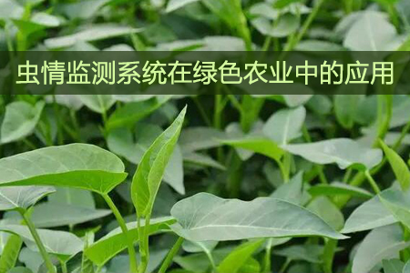蟲(chóng)情監(jiān)測(cè)系統(tǒng)在綠色農(nóng)業(yè)中的應(yīng)用