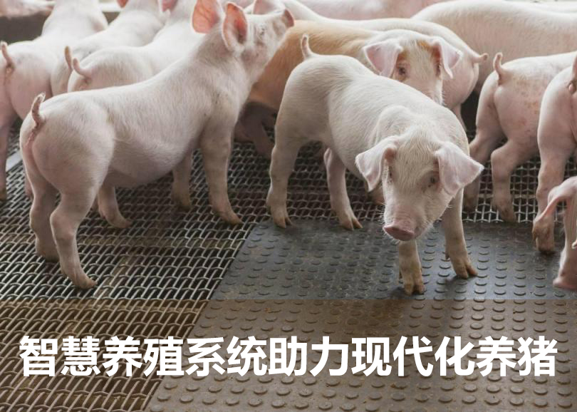 智慧養(yǎng)殖系統(tǒng)助力現(xiàn)代養(yǎng)豬行業(yè)
