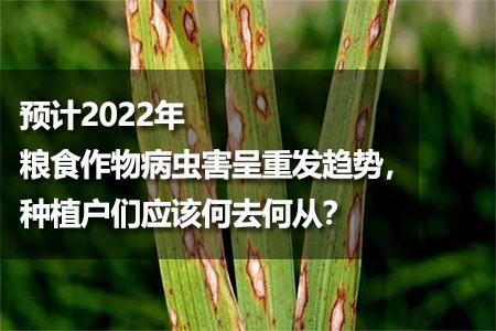預(yù)計(jì)2022年糧食作物病蟲害呈重發(fā)趨勢(shì)，種植戶們應(yīng)該何去何從？
