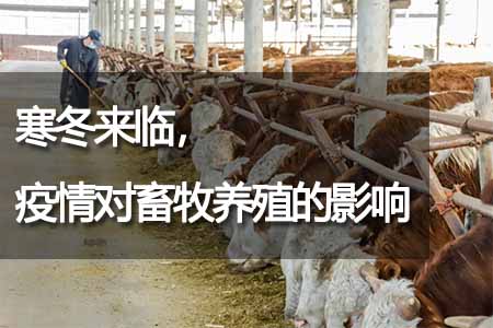 寒冬來臨，疫情對(duì)畜牧養(yǎng)殖的影響