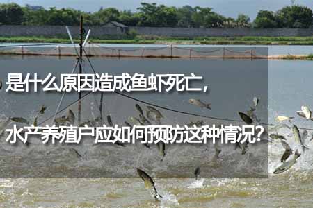 是什么原因造成魚蝦死亡，水產(chǎn)養(yǎng)殖戶應(yīng)如何預(yù)防這種情況？