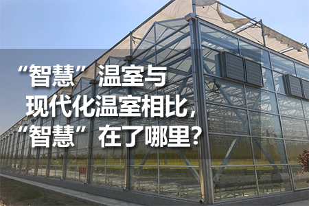 “智慧”溫室與現(xiàn)代化溫室相比，“智慧”在了哪里