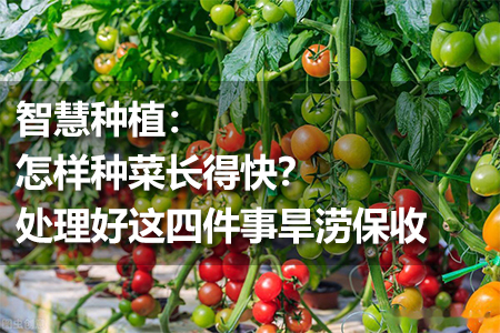 智慧種植：怎樣種菜長得快