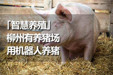 智慧養(yǎng)殖