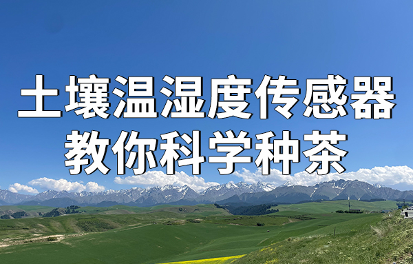 土壤溫濕度傳感器教你科學(xué)種茶